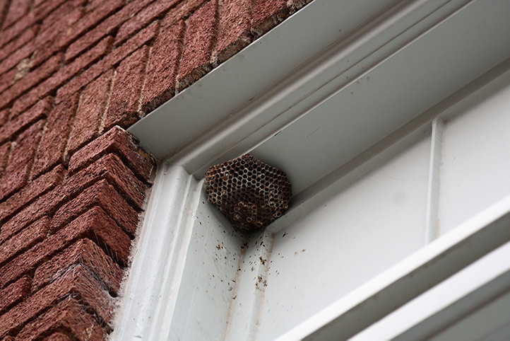 We provide a wasp nest removal service for domestic and commercial properties in Ravenscourt Park.